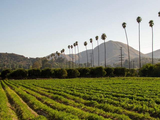 Ventura county farm